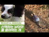 산책하는 고양이 & 풀 뜯어 먹는 강아지 [펫과사전] 1회