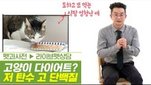 고양이 다이어트 필독! 저탄 고단의 습식사료 [펫과사전] 4회