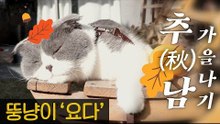 가을이다냥~! 추(秋)남 요다의 가을나기 [내가 조선의 요다다] 3회