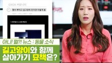 길고양이와 함께 살아가는 법! 묘책은? [펫과사전] 6회