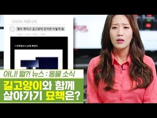 길고양이와 함께 살아가는 법! 묘책은? [펫과사전] 6회