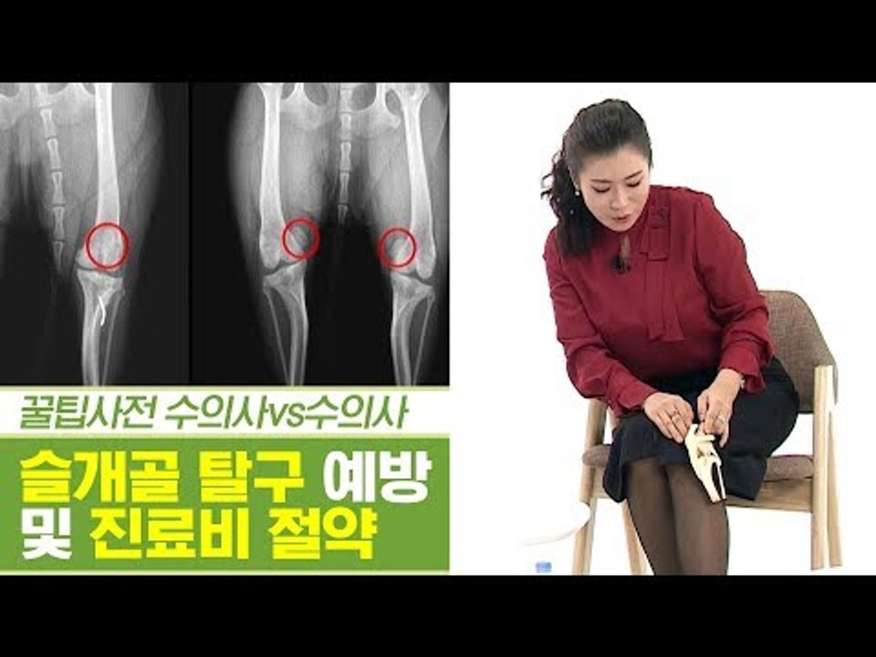 강아지 고질병! 슬개골 탈구 진료비 아끼는 방법 [펫과사전] 7회