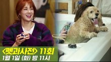 [11회 예고] 펫과사전 with 채연 & 반려견 겨울 여행지, 1월 1일 (화) 밤 11시