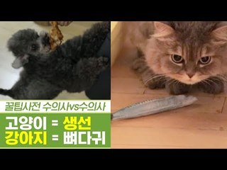 고양이와 생선은 상극?! 강아지에게 뼈다귀는 독?! [펫과사전] 9회