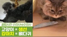 고양이와 생선은 상극?! 강아지에게 뼈다귀는 독?! [펫과사전] 9회