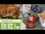 신선한 캣닢 화분 & 자연이 선물해준 건조 캣닢 가루 [펫과사전] 10회