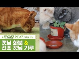 신선한 캣닢 화분 & 자연이 선물해준 건조 캣닢 가루 [펫과사전] 10회
