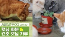 신선한 캣닢 화분 & 자연이 선물해준 건조 캣닢 가루 [펫과사전] 10회
