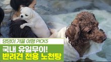 국내 유일무이! 모든 반려견을 위한 노천탕 [펫과사전] 11회