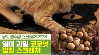 열대 과일 신박템, 코코넛 껍질 스크래처 [펫과사전] 12회