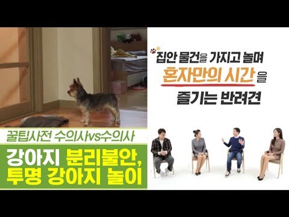 강아지, 분리 불안에는 무시가 답? 투명 강아지 놀이! [펫과사전] 9회