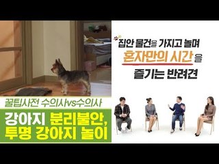강아지, 분리 불안에는 무시가 답? 투명 강아지 놀이! [펫과사전] 9회