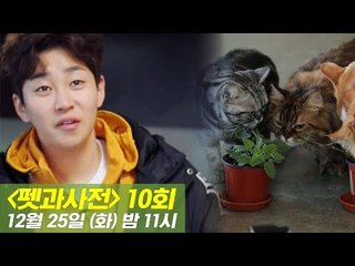 [10회 예고] 펫과사전, with 딘딘 & 고양이 캣닢! 12월 25일 (화) 밤 11시