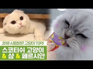 2018년 사람들에게 사랑받은 고양이 [펫과사전] 11회