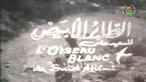 الفيلم الجزائري الطائر الابيض  L'oiseau blanc