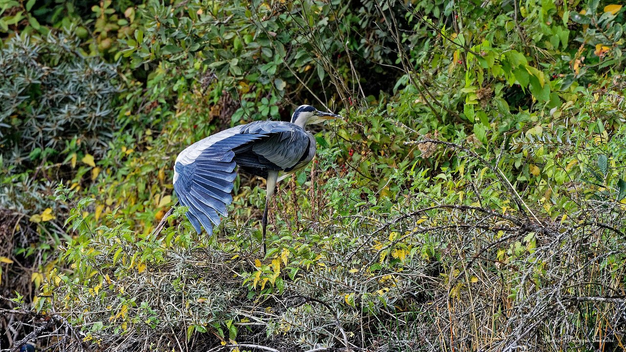 Baie de somme Marquenterre fin d'année 2018