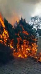 Zen pendant l'incendie de son jardin
