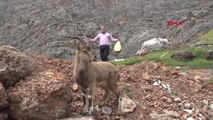 Hakkari Türkücü Aydın Aydın, Çukurca Dağlarında Dağ Keçisiyle Klip Çekti