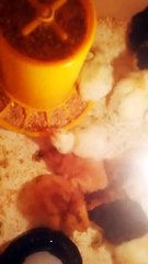 baby chickens - chicks!