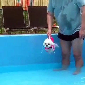 Quand un petit chiot tout mignon apprend à nager. Incroyable !