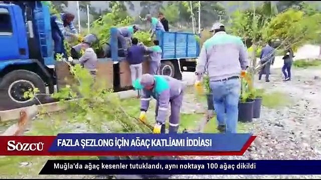 Fazla şezlong için ağaç katliamı iddiası