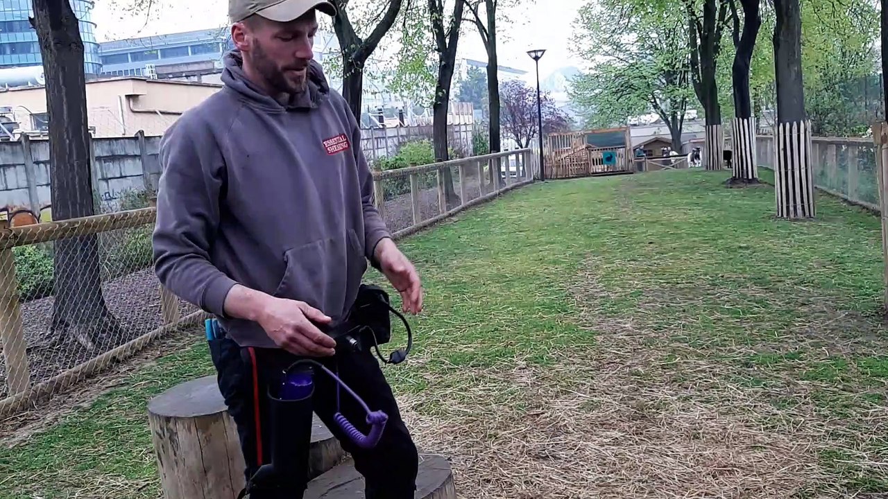 Après la tonte, la toison du mouton est en une seule partie