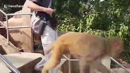 Clever monkey slides down railings as shortcut at Nepal temple