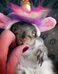 Si vous n'avez jamais vu un écureuil licorne, en voici un. Splendide !