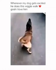 Si votre chien marche comme ça, il est réellement heureux. Regardez !