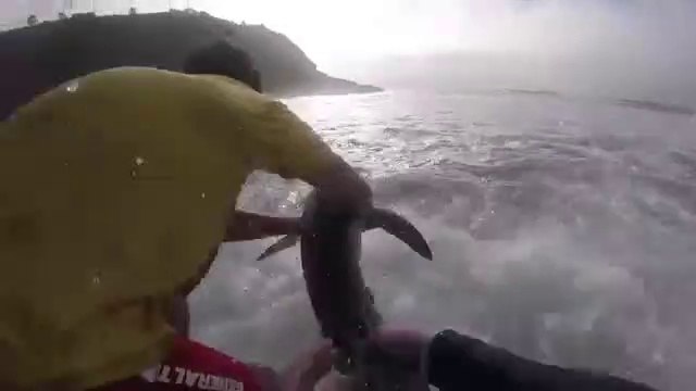 Des surfeurs sauvent un bébé grand requin blanc (Afrique du Sud)