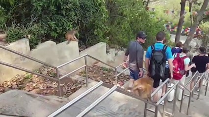 Clever monkey slides down railings as shortcut at Nepal temple