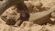 Ourico-Cacheiro Enfrenta Serpente E Salva Lagarto