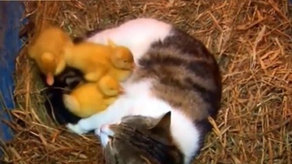 Só Vendo Para Acreditar - Gatos Vs Patos