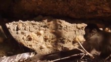 Macaco Salva O Rato E Mata A Serpente - Incrível!