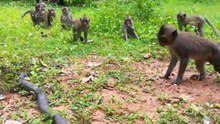 Macacos Perante Serpentes
