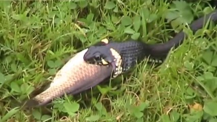 Cobras-d'Água Apanhando E Devorando Peixes