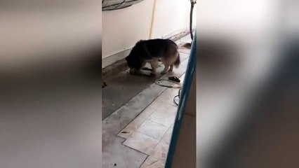 Fearless Husky catches intruding Python in Thai family home