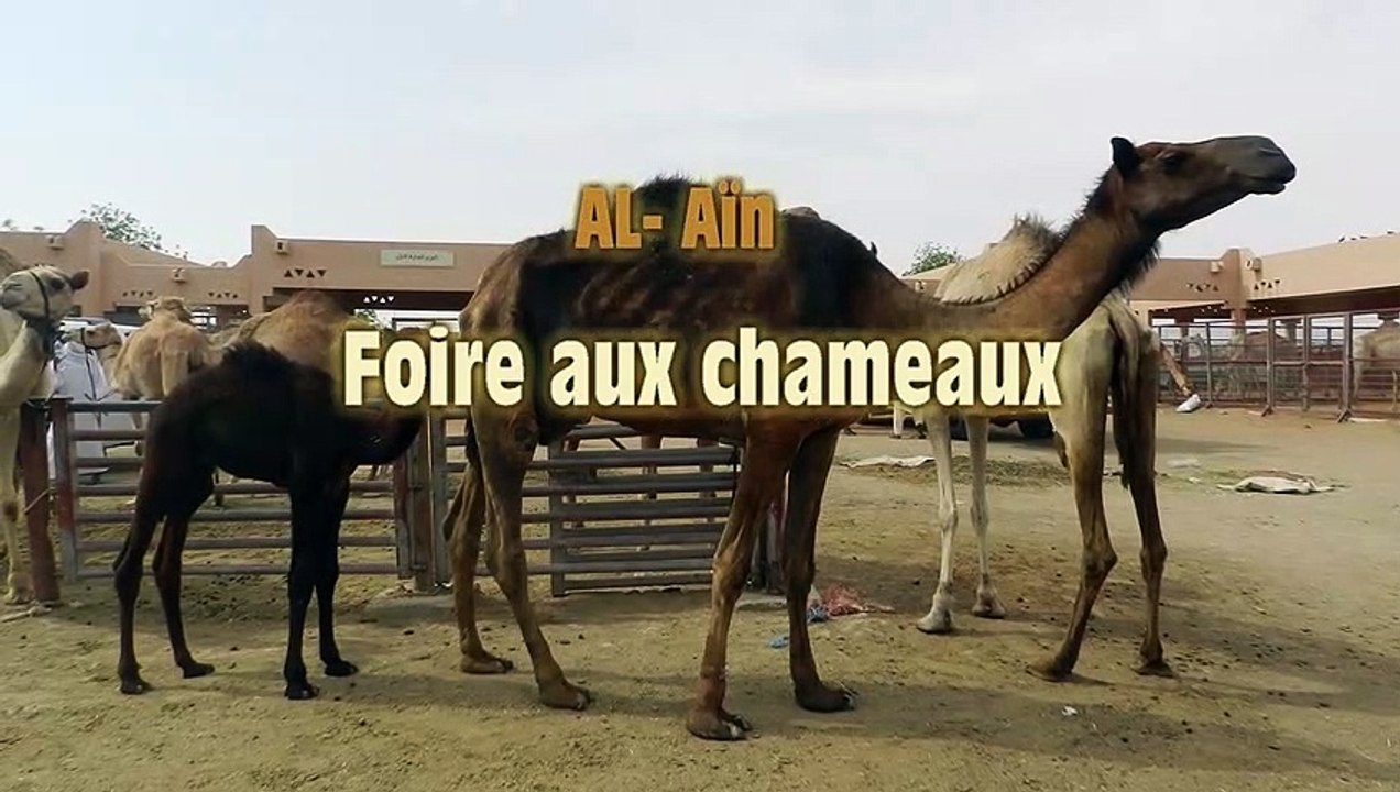 Al-Aïn foire aux chameaux