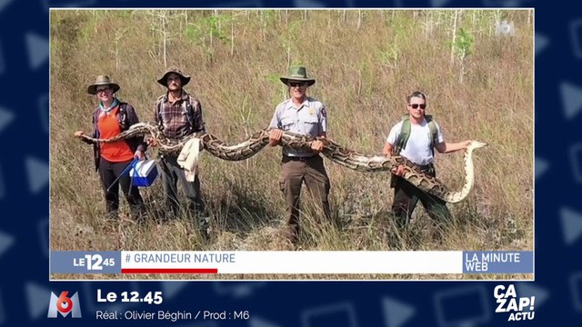 Un python de plus de 5 mètres capturé !