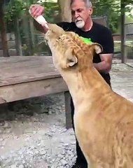 Ahurissant ! Cet homme donne un biberon à une lionne !