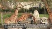Zoo keepers explain how they keep their animals happy