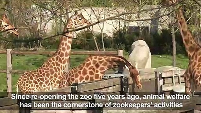 Zoo keepers explain how they keep their animals happy