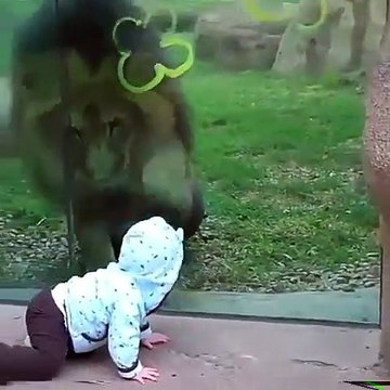 Stupéfiant ! Regardez ce que ce lion va faire pour atteindre un bébé !