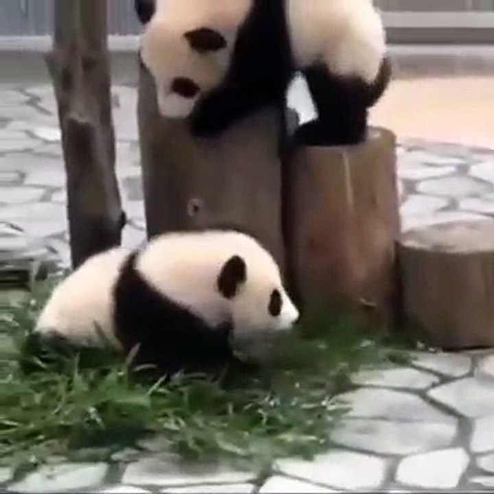Les pandas sont trop adorables. Cette compilation va vous redonner le sourire !