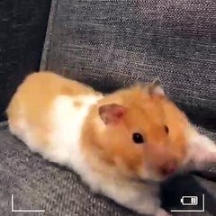 Ce hamster fait des étirements. A mourir de rire !