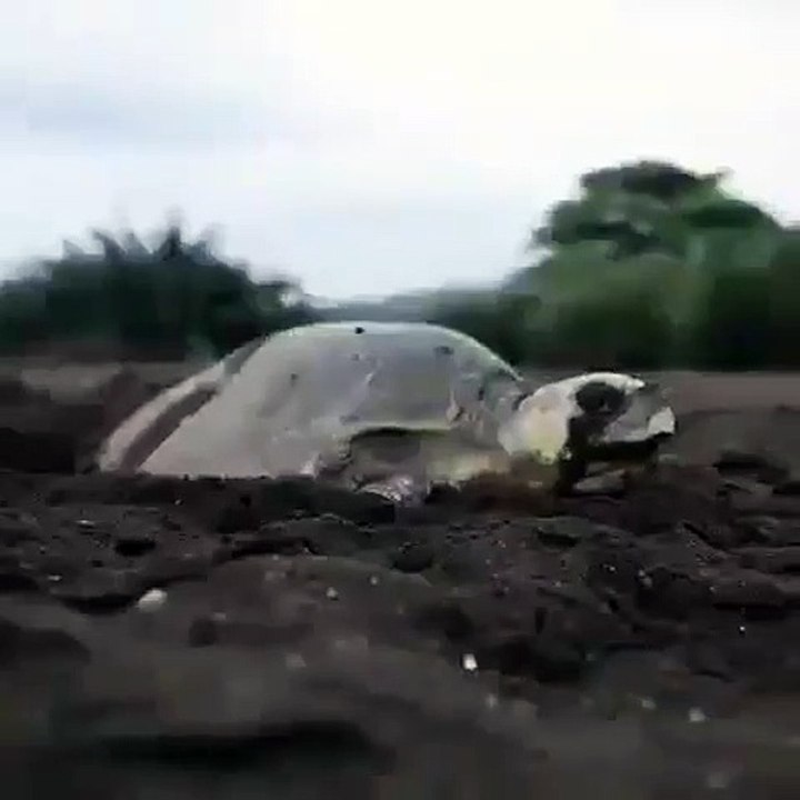 Cette tortue est tout simplement merveilleuse. Admirez !