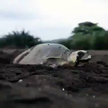 Cette tortue est tout simplement merveilleuse. Admirez !