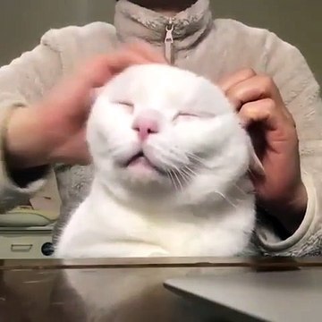Quand un chat adore se faire caresser la tête, voici ce que ça donne. Trop drôle !