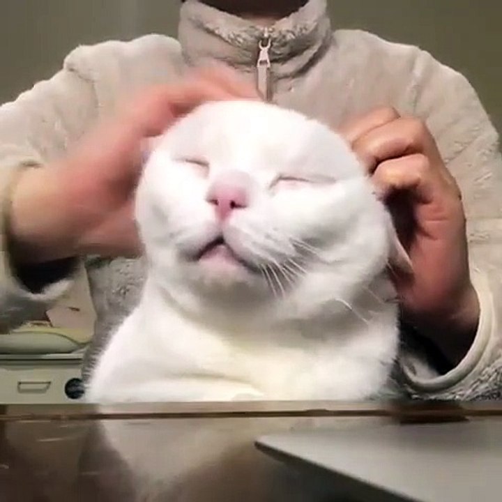 Quand un chat adore se faire caresser la tête, voici ce que ça donne. Trop drôle !