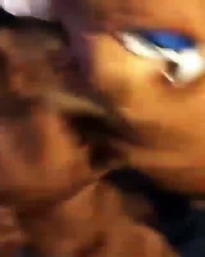 Ce chien fait tout pour ne pas se cogner contre la porte. Trop marrant !